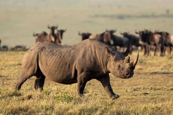 Rhinocéros Noir Marchant Dans Lumière Soleil Après Midi Avec Troupeau — Photo