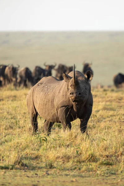 Rinoceronte Nero Adulto Piedi Davanti Branco Gnu Nella Luce Dorata — Foto Stock