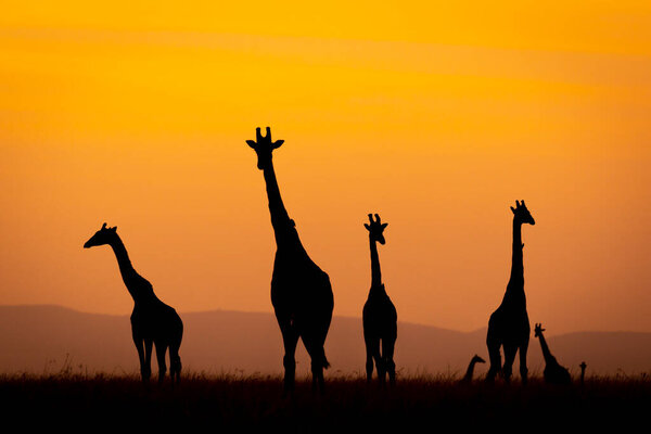Group of giraffe cut out against orange sky after sunset in Masai Mara Kenya