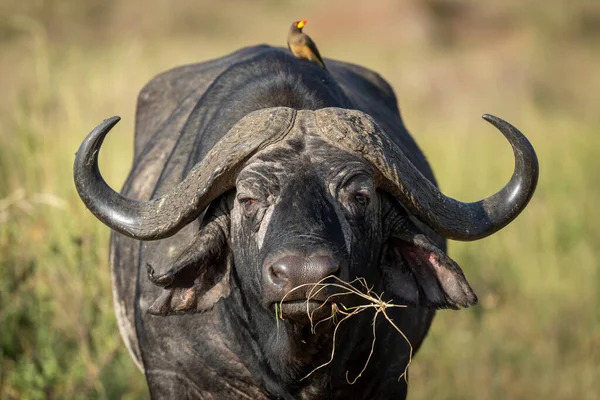 Retrato Horizontal Cabeza Búfalo Africano Con Cuernos Grandes Comiendo Hierba — Foto de Stock