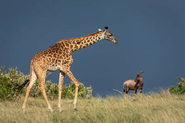 Girafe Adulte Isolée Sur Ciel Bleu Foncé Avec Des Pics — Photo