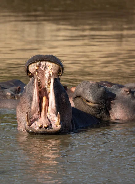 在南非克鲁格公园 一只河马在水里休息 一只河马打了个大呵欠 — 图库照片