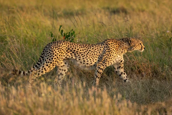 Vuxen Gepard Kvinnlig Helkroppsutsikt Promenader Högt Gräs Sen Eftermiddag Ljus — Stockfoto