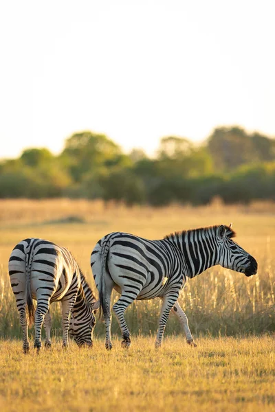 Two Zebras Eating Grass Golden Plains Moremi Reserve Okavango Delta — Stock Photo, Image