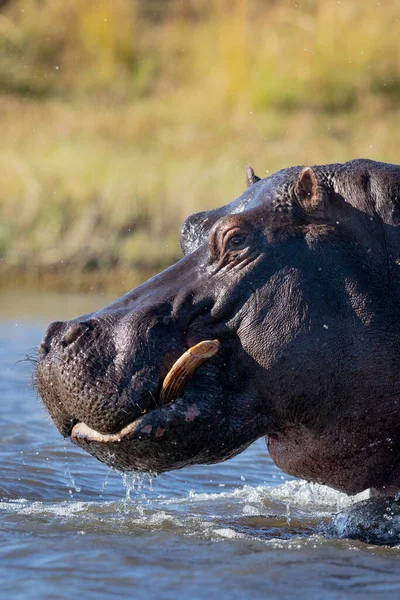 Vertikale Nahaufnahme Eines Ausgewachsenen Flusspferdbullenkopfes Der Einem Sonnigen Tag Chobe — Stockfoto