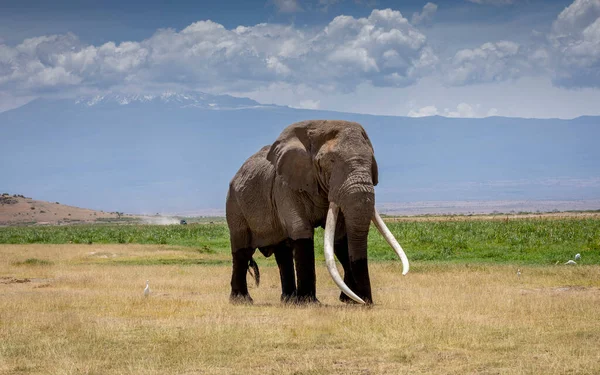 Adult male elephant called Tim with huge white tusks walking in the grassy plains of Amboseli with Mount Kilimanjaro in background covered in clouds