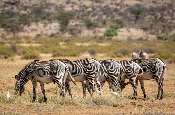 Rebanho Zebra Grevy Fila Comer Grama Reserva Nacional Samburu Quênia — Fotografia de Stock