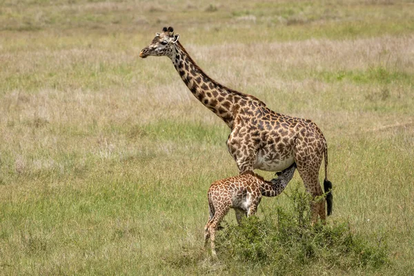 肯尼亚Masai Mara地区以绿草为食的母幼长颈鹿的横向全身像 — 图库照片