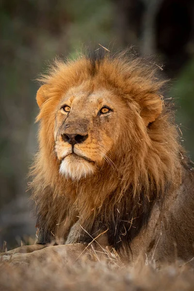 Close Face Vertical Portrait Male Lion Looking Alert Kruger Park — Stock Photo, Image