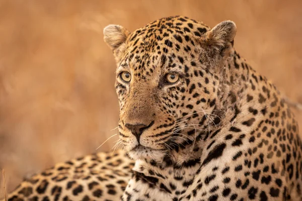 Ritratto Orizzontale Ravvicinato Leopardo Maschio Cerca Allarme Kruger Park Sud — Foto Stock