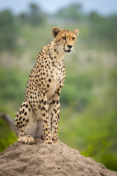 Vertical Close Adult Female Cheetah Sitting Termite Mound Looking Alert — Stock Photo, Image