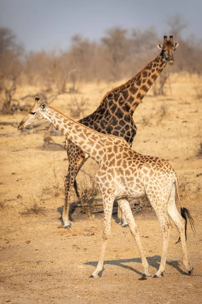 Daha Açık Koyu Renkli Zürafaların Dikey Portresi Kruger Park Güney — Stok fotoğraf