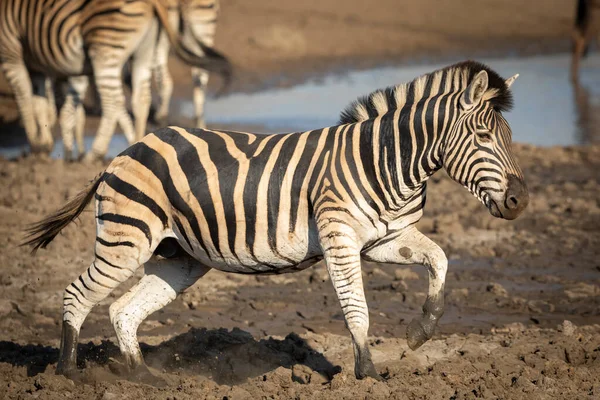 Paisagem Corpo Inteiro Zebra Adulta Correndo Através Lama Com Seus — Fotografia de Stock