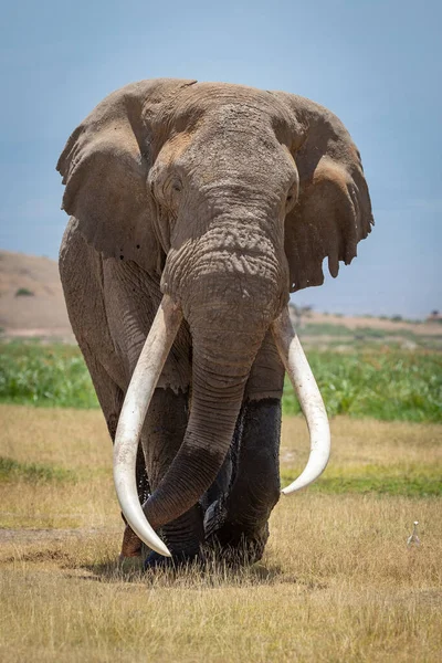 Tête Haute Verticale Taureau Éléphant Adulte Avec Longues Défenses Blanches — Photo