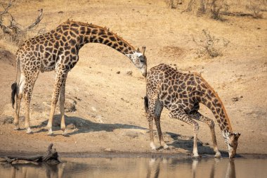 İki susamış zürafa erkeği, kurak kış mevsiminde Kruger Park Güney Afrika 'da içiyorlar.