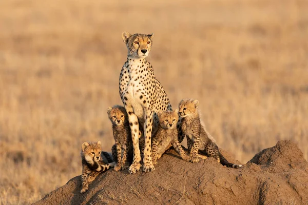 女性Cheetahと彼女の4小さな赤ちゃん座っています大シロアリ塚とともにコピースペースでSerengetiタンザニア — ストック写真