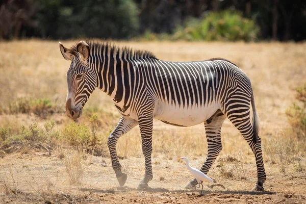 Vuxna Manliga Grevy Zebra Promenader Bredvid Boskap Egret Samburu Reserve — Stockfoto
