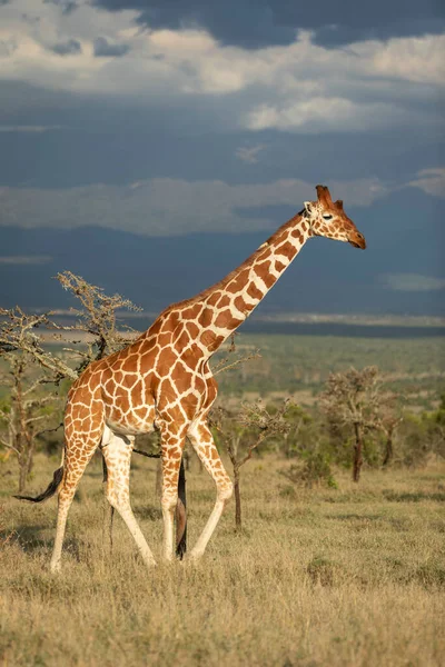 Взрослый Мужчина Жираф Прогуливается Травянистым Равнинам Пажета Темно Синим Небом — стоковое фото