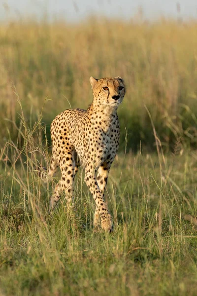 Adult Cheetah Vertical Portrait Looking Alert Walking Green Tall Grass — Stock Photo, Image