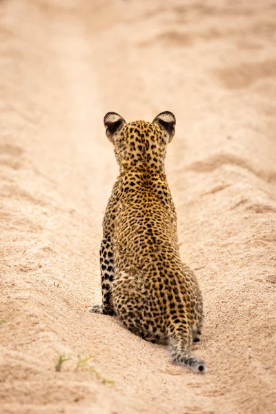Cachorro Leopardo Sentado Posición Vertical Arena Con Espalda Cámara Kruger —  Fotos de Stock