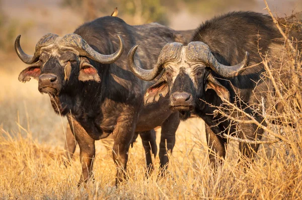 Dwie Dorosłe Głowy Bawoły Pogotowiu Stojące Wysokiej Żółtej Trawie Kruger — Zdjęcie stockowe