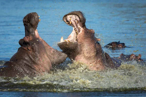 Hippos Lutando Com Boca Aberta Mostrando Dentes Presas Água Espirrando — Fotografia de Stock