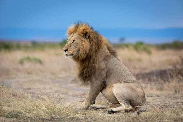 Landscape portrait of lion king looking to the side sitting on dry grass in the vast plains of Masai Mara Kenya