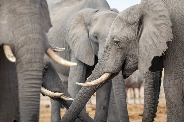 Família Elefantes Buraco Água Bebendo Reserva Savuti Botsuana — Fotografia de Stock
