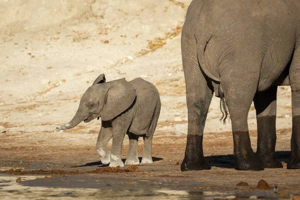 Elefante Madre Bebé Con Polvo Blanco Sus Pies Tronco Mirando — Foto de Stock