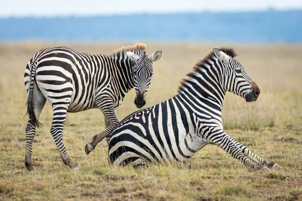 Twee Zebra Grasvlakten Van Amboseli Zoek Alert Amboseli National Reserve — Stockfoto