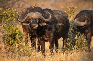 Manzara, Kruger Park Güney Afrika 'daki kameraya bakan bufalo portresinin üzerinde.