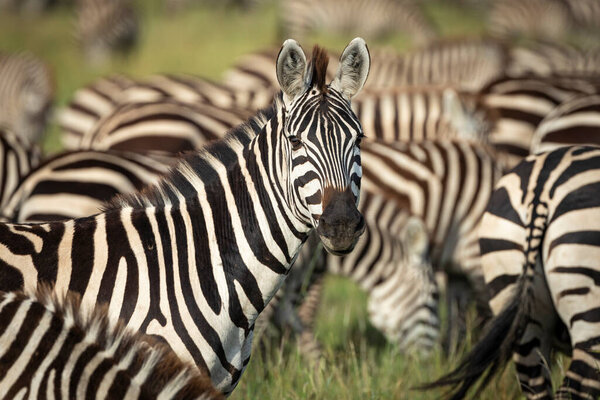 Head on landscape of half body zebra looking head on at the camera standing amongst a herd of zebra in Serengeti Tanzania