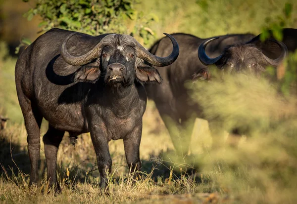 Kaap Buffel Stier Grazen Staande Kijken Recht Camera Late Namiddag — Stockfoto