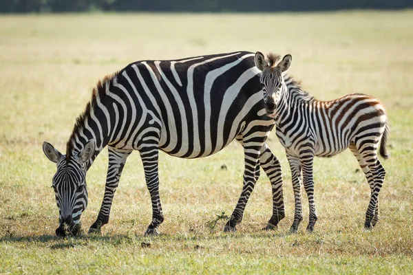 Bonito Bebê Zebra Atrás Sua Mãe Que Está Comendo Grama — Fotografia de Stock