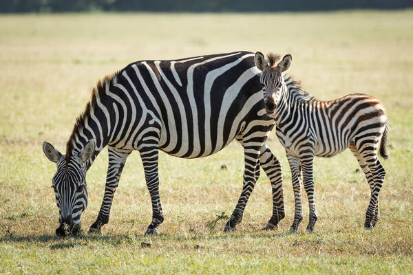 Cute baby zebra standing behind its mother who is eating grass in Masai Mara Kenya