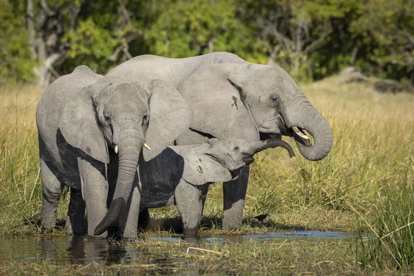 Elefante Fêmea Seu Bezerro Elefante Sub Adulto Beira Água Grama — Fotografia de Stock