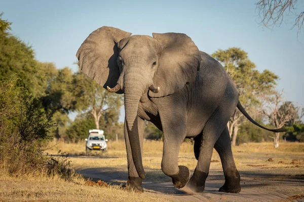 Joven Elefante Macho Con Marcas Agua Húmeda Sus Piernas Tronco —  Fotos de Stock