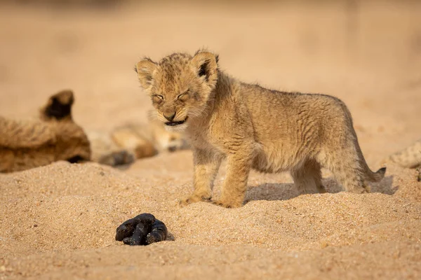 Out Of Africa Lion Images Libres De Droit Photos De Out Of Africa Lion Page 2 Depositphotos