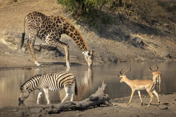 Giraffa Adulta Zebra Due Impala Piedi Sul Bordo Del Fiume — Foto Stock