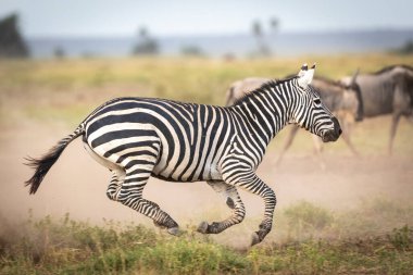 Yetişkin zebra, Kenya 'daki Amboseli Milli Parkı' nın arka planında yürüyen antilop sürüsüyle Amboseli düzlüklerinde dörtnala koşuyor.