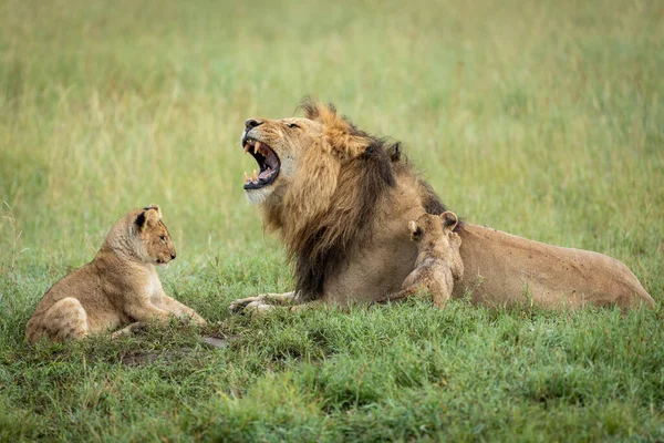 Leão Macho Seus Dois Filhotes Bebê Deitados Grama Verde Parque — Fotografia de Stock