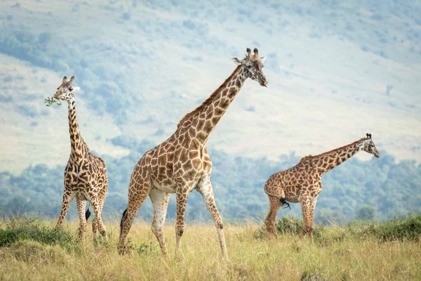 Tre Giraffe Giro Mangiare Cespuglio Masai Mara Kenya — Foto Stock