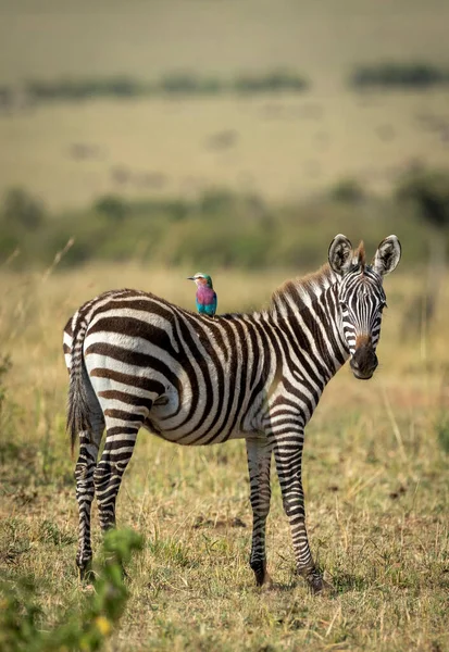 Masai Mara Kenya Nın Geniş Ovalarında Sırtüstü Duran Leylak Göğüslü — Stok fotoğraf