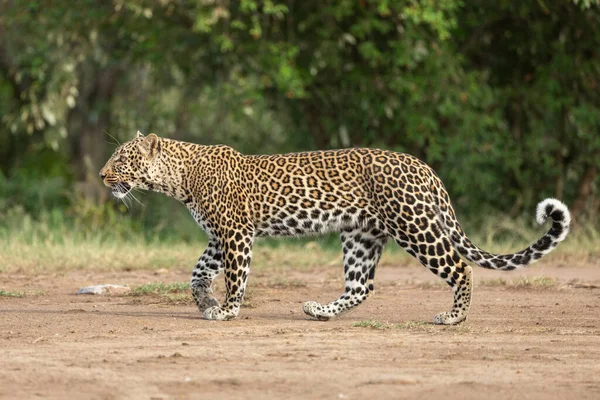 Dospělý Leopard Kráčí Bok Boku Zeleným Keřem Pozadí Masai Mara — Stock fotografie