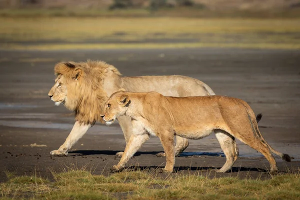 Páření Lvů Kráčejících Spolu Slunečného Dne Chráněné Oblasti Ndutu Ngorongoro — Stock fotografie