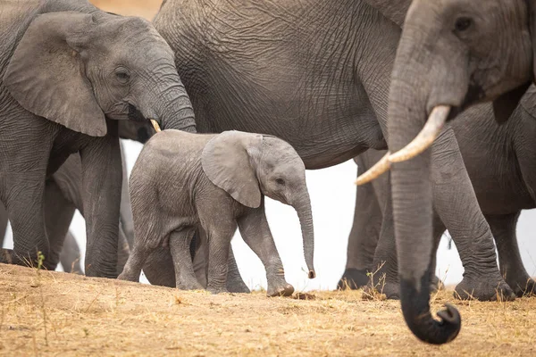 Baba Elefánt Sétál Csordája Között Egy Száraz Homokos Folyóparton Kruger — Stock Fotó