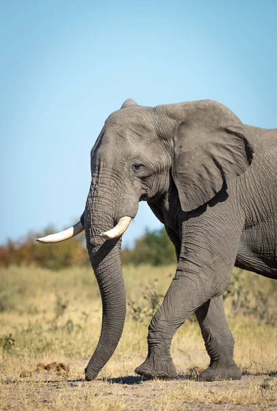 Elefante Piedi Una Bella Giornata Sole Con Cielo Azzurro Sullo — Foto Stock