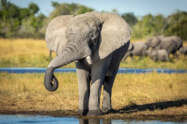 Cabeza Retrato Una Elefante Bebiendo Con Manada Caminando Fondo Moremi —  Fotos de Stock