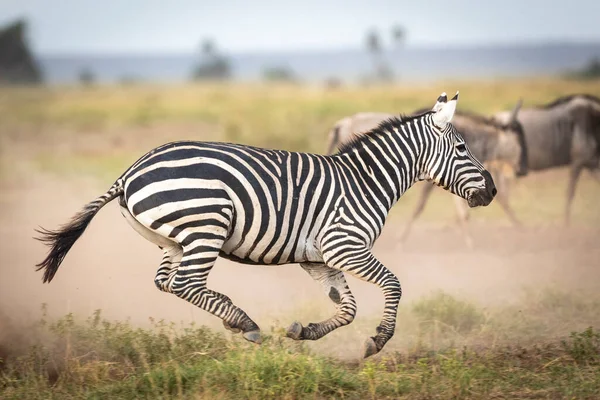 Volwassen Zebra Galoppeert Amboseli Vlaktes Met Gnoes Kudde Wandelen Achtergrond — Stockfoto