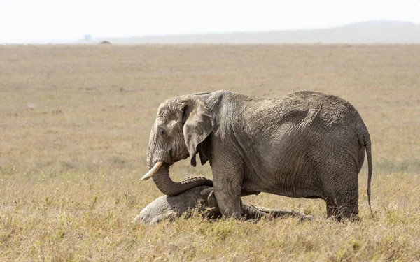 坦桑尼亚塞伦盖蒂国家公园 一只母象站在死者家属旁边哀悼 — 图库照片